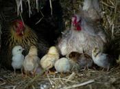 Chicken Behavior: Overview Recent Science