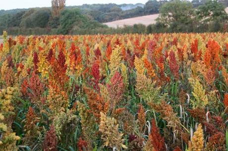 Chenopodiums - Goosefoot