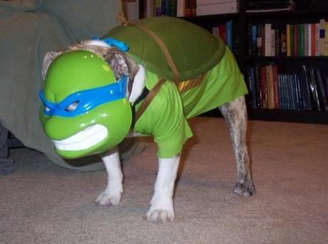 Top 10 Funny Images of Nerdy Dogs