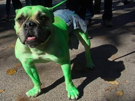 Hulk Dog