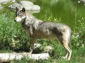 Victory Wolves Wyoming: Federal Judge Reinstates Protections Statewide