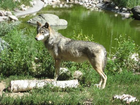 60Grey_wolf_at_the_Intl_Wolf_Center