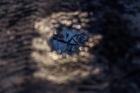 tree reflection in puddle