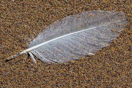 feather on sand beach