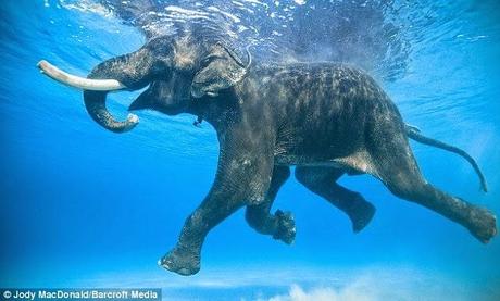 Swimming elephants and rescue at Jaipur ........... !!