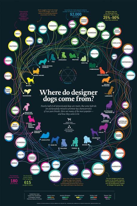 infographic on origins of designer dogs