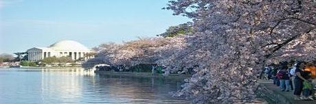 Spring…Summer? D.C Cherry Blossom