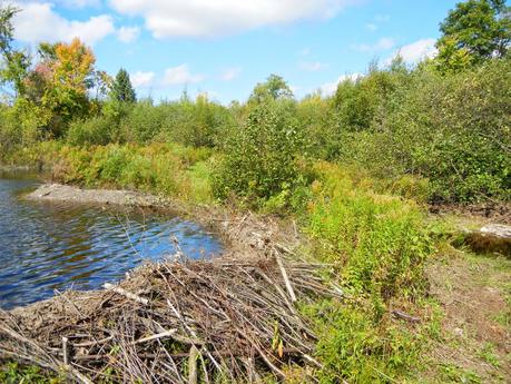 Busy Beavers @ Turtle Rock