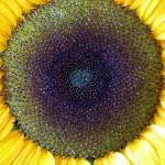 Spiralic Sunflower Structure