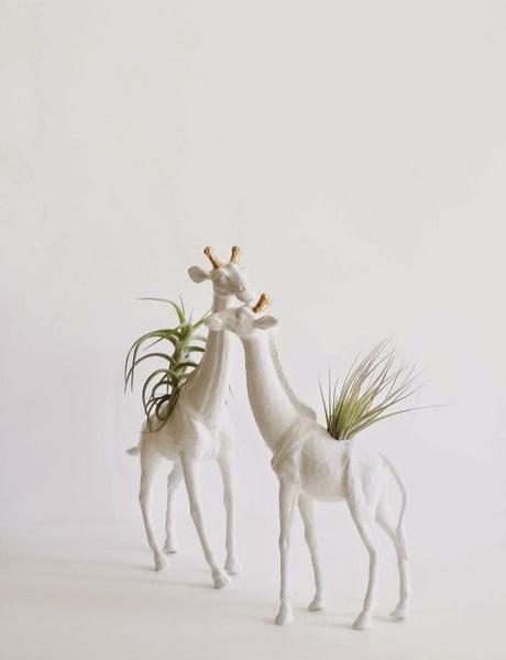 shop | plant and color