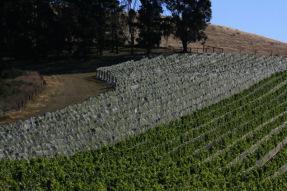 Kiwis & Cowhorns: A Talk about Terroir with NZ Wine Maker Sam Weaver – Churton Wines