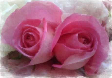 Pink Roses © lynette sheppard