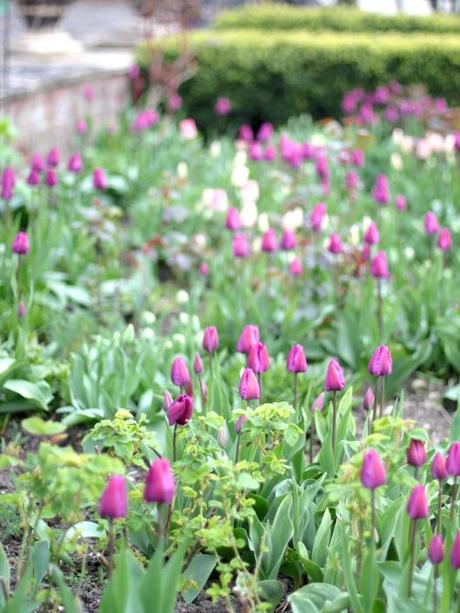 Tulips-Purple-Prince-and-Shirley