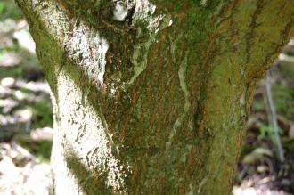 Carpinus cordata Bark (17/08/2014, Kew Gardens, London)