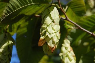 Carpinus cordata Fruit (17/08/2014, Kew Gardens, London)