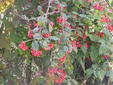 Berries & hedgerows