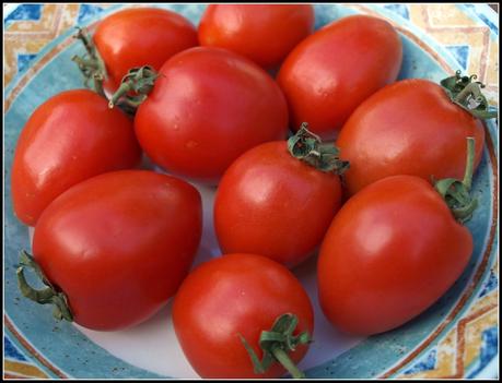 Tomatoes ripening on the windowsill