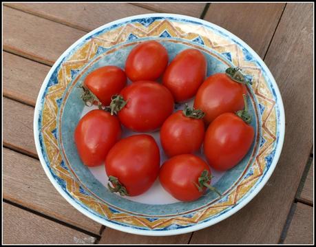 Tomatoes ripening on the windowsill