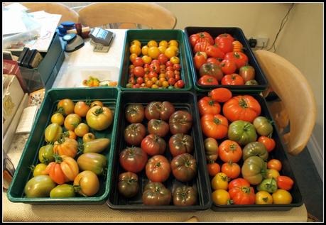 Tomatoes ripening on the windowsill