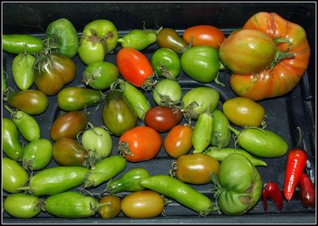 Tomatoes ripening on the windowsill