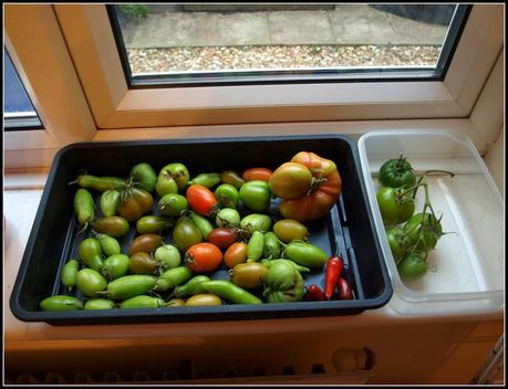 Tomatoes ripening on the windowsill