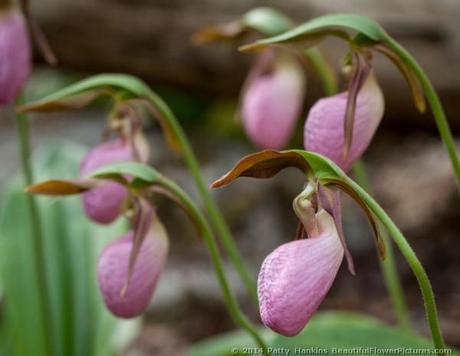 Pink Lady's slipper - cypripedium acaule