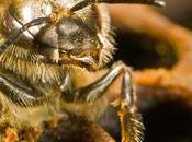 Center Food Safety Blog Sticky Situation Pollinators Pesticides