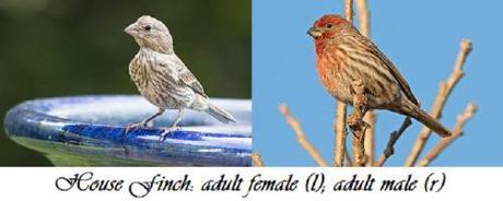 house finch female