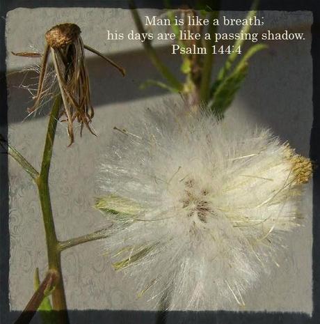 Breathing out milkweed