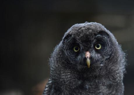 In The California Drought, These Animals Are The Silent Sufferers