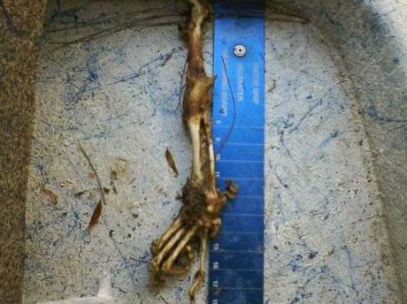 This is the original released photo, said to be a Sasquatch arm, was actually a gator arm purchased from a taxidermist.