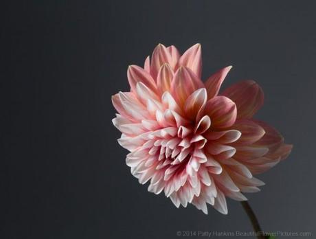 Peach and White Dahlia © 2014 Patty Hankins