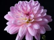 Studio: Peach White It’s Girl Dahlias