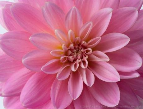 It's a Girl Dahlia © 2014 Patty Hankins