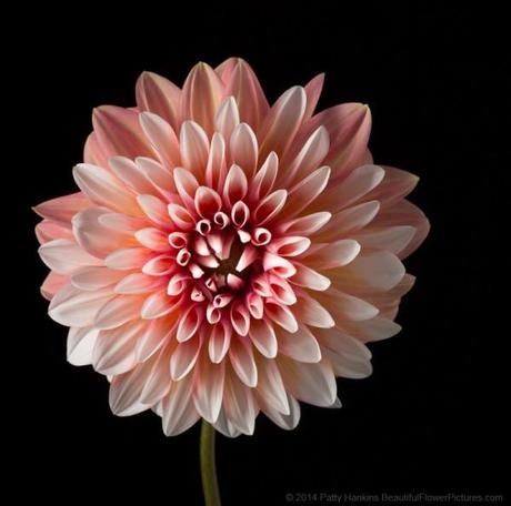 Peach and White Dahlia © 2014 Patty Hankins