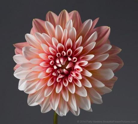 Peach and White Dahlia © 2014 Patty Hankins