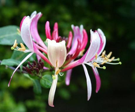 honeysuckle benefits uses