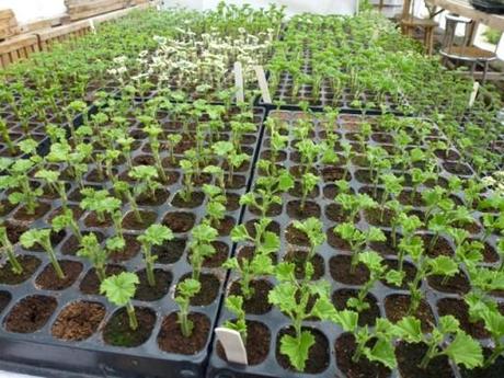 pelargonium cuttings being propagated en masse
