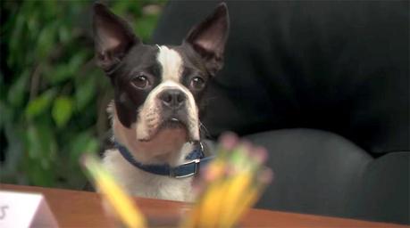 a dog sits on a chair and looks at a desk