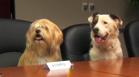 two dogs sitting in a chair