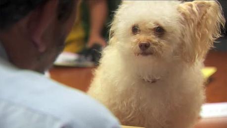 a dog faces a man at a table