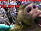 Primate Liberation Week: October