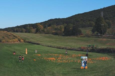 pumpkin patch_FeedMeDearly