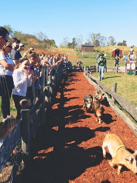 pig races_FeedMeDearly (1)