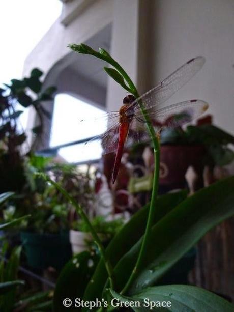 Morning Dragonfly