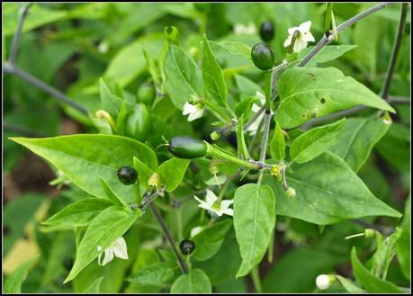 Challock Chilli Fest