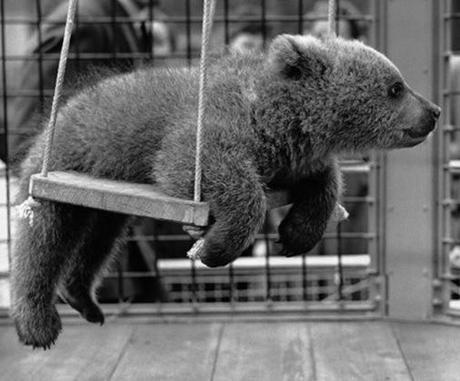 Top 10 Images of Animals on Swings
