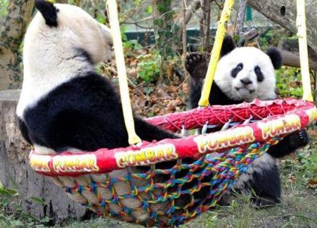 Top 10 Images of Animals on Swings