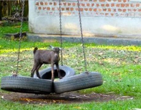 Top 10 Images of Animals on Swings