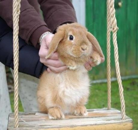 Top 10 Images of Animals on Swings